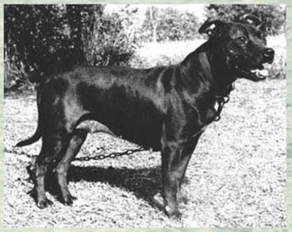 mayfield bloodline pit bull bloodlines history pitbull