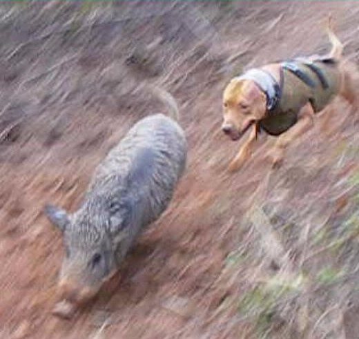 pitbull hog hunting