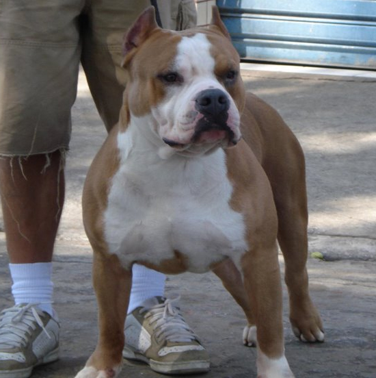 remyline bully puppies