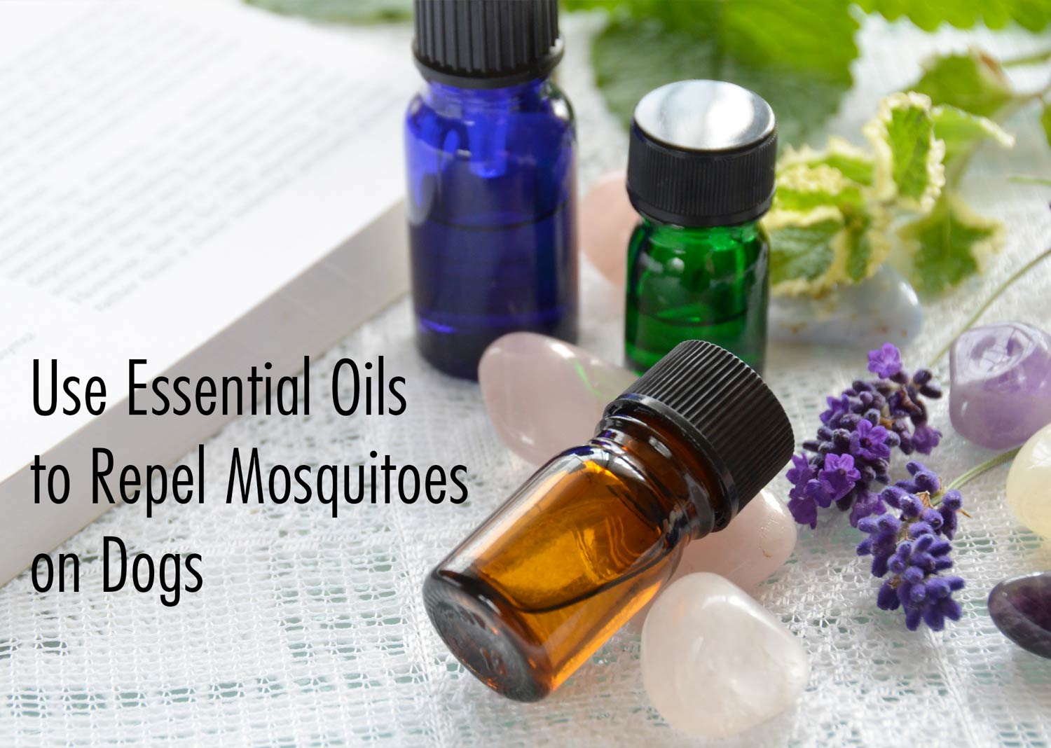 essential oils to repel dogs
